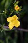 Yellow meadowbeauty